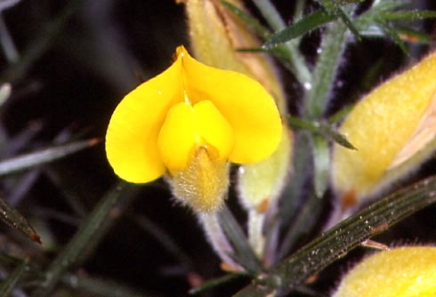 Ulex europaeus 2