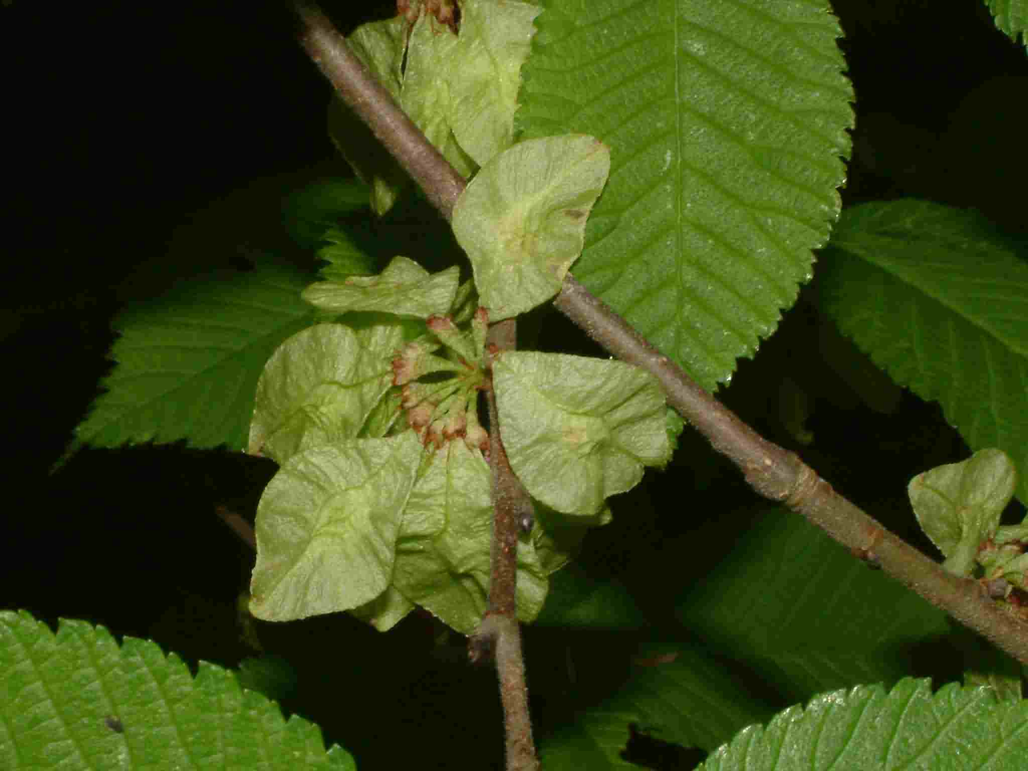 Ulmus glabra 1