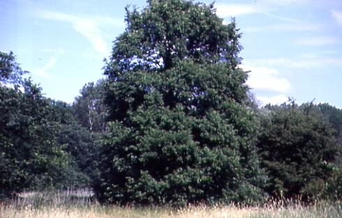 Ulmus laevis 1