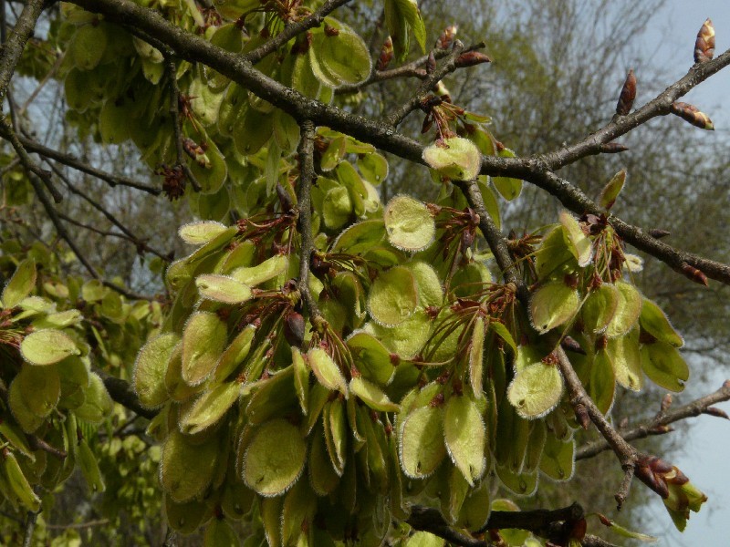 Ulmus laevis 2