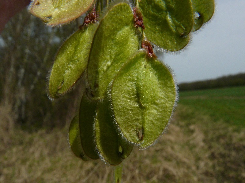 Ulmus laevis 3