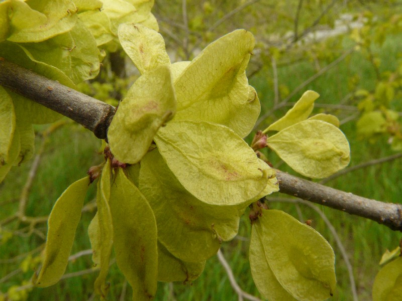 Ulmus minor 1