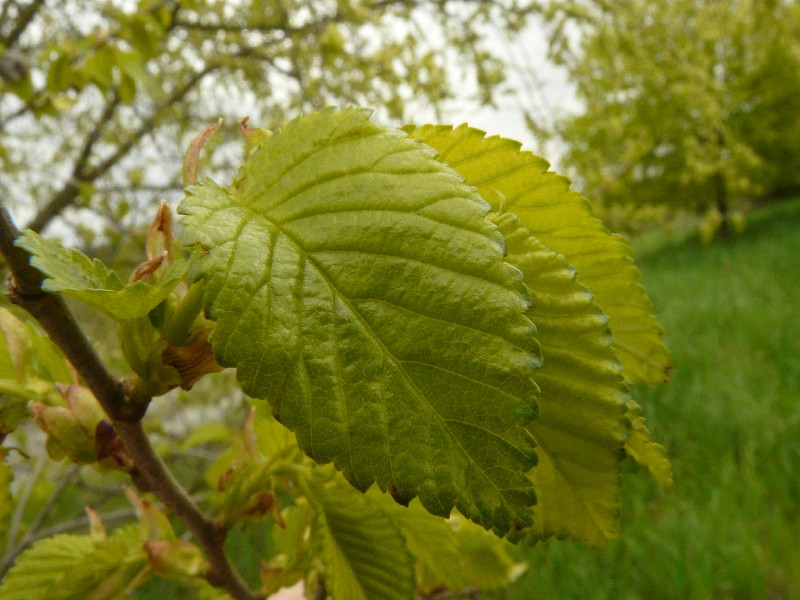 Ulmus minor 3