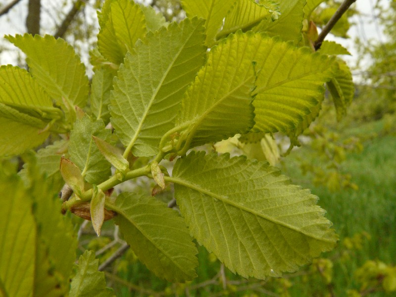 Ulmus minor 2