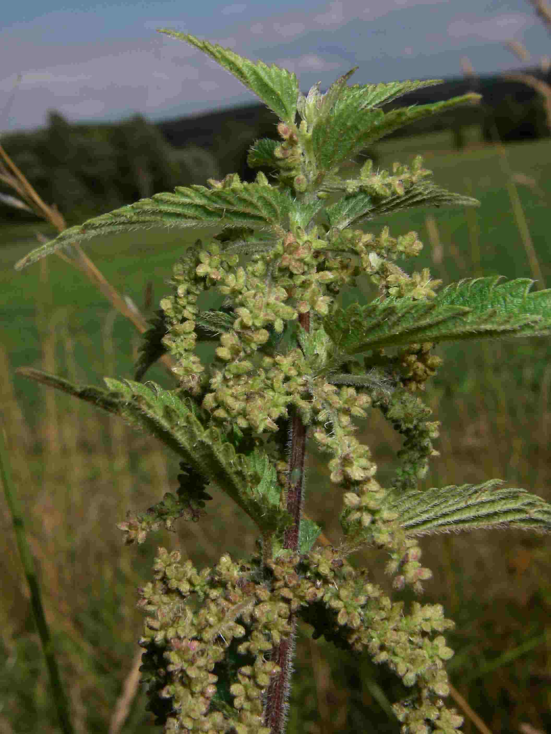 Urtica dioica 1