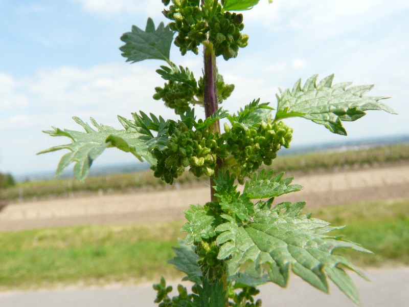 Urtica urens 2