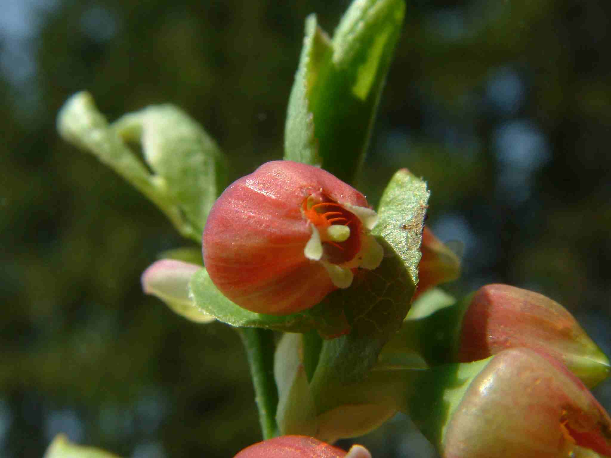 Vaccinium myrtillus 3