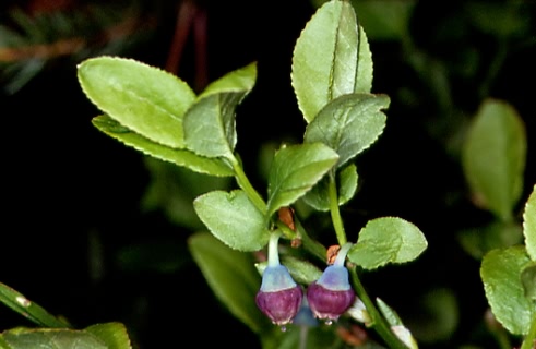 Vaccinium myrtillus 1