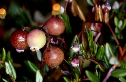 Vaccinium oxycoccus 3