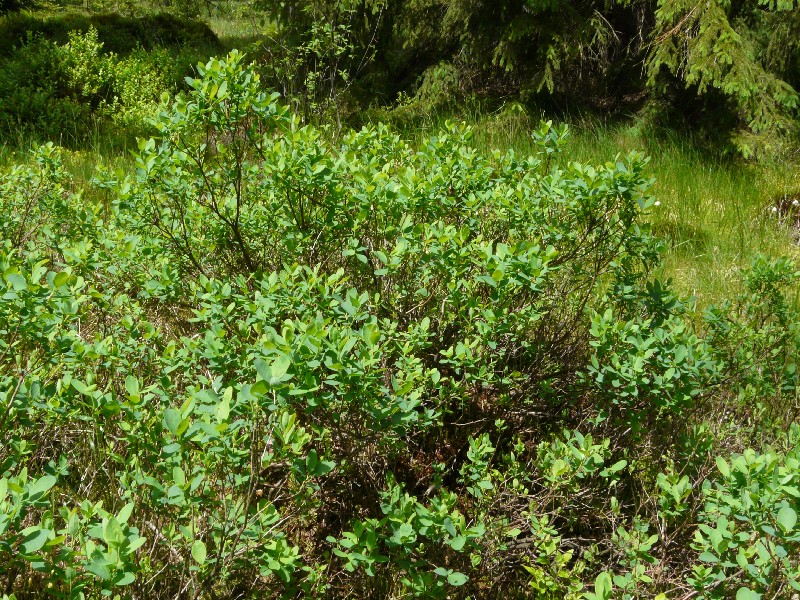 Vaccinium uliginosum 1