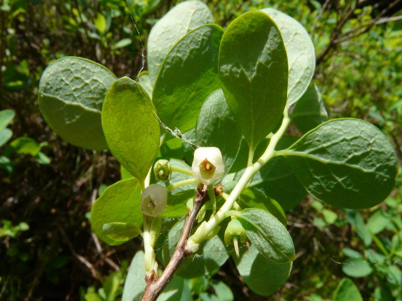 Vaccinium uliginosum 2