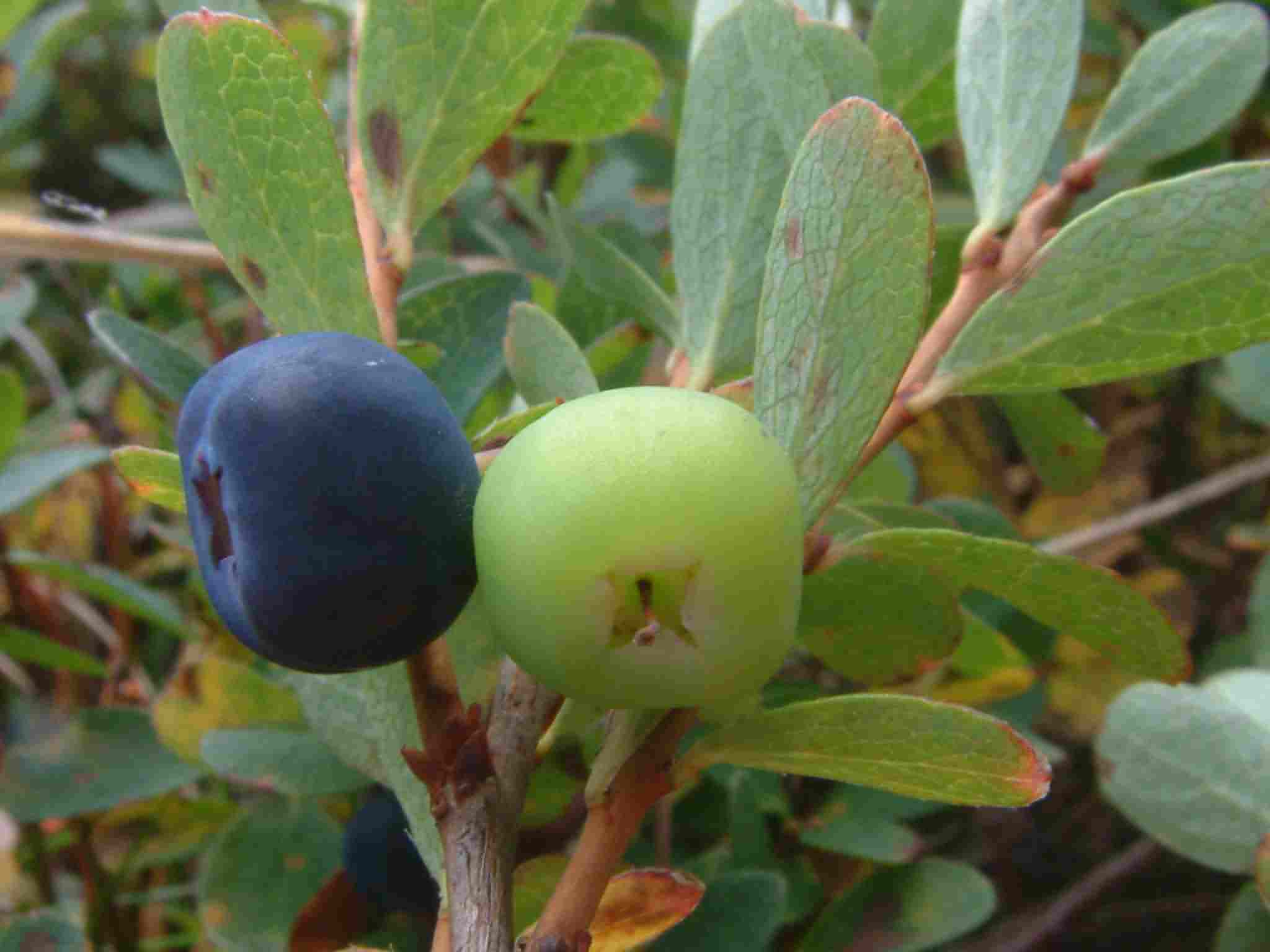 Vaccinium uliginosum 2