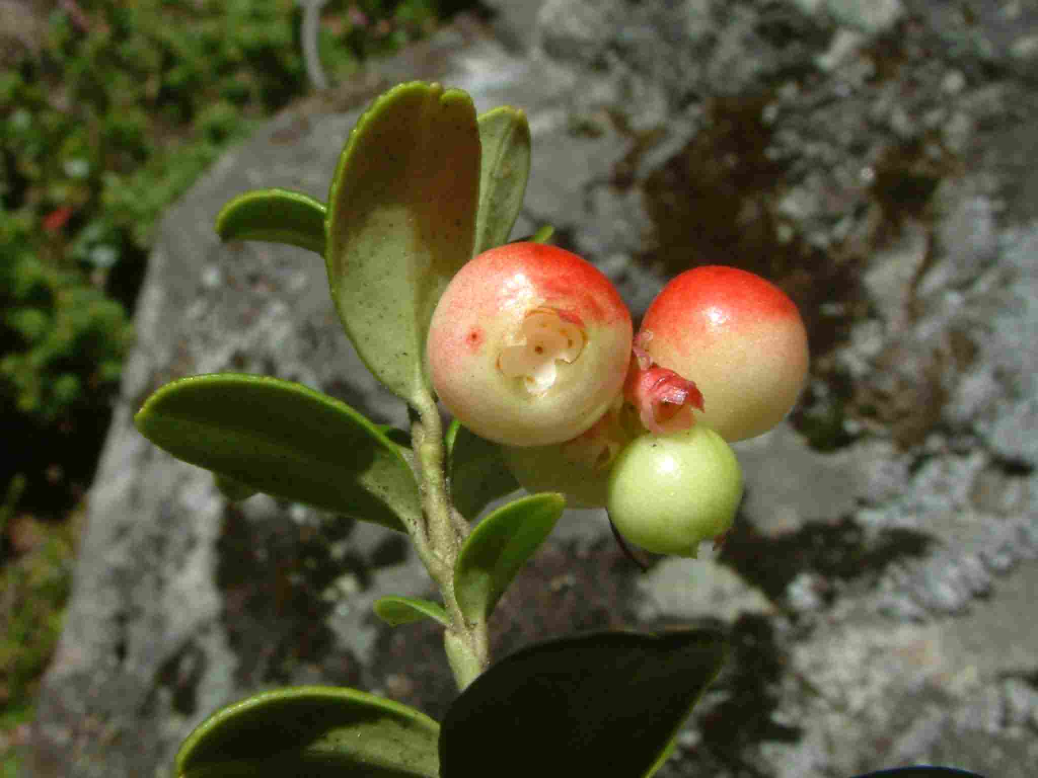 Vaccinium vitis-idaea 3