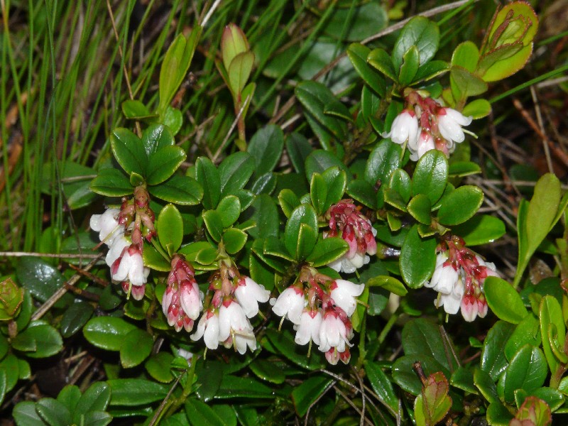 Vaccinium vitis-idaea 1