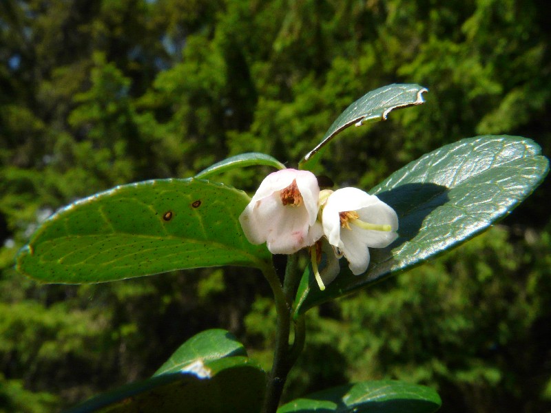 Vaccinium vitis-idaea 2