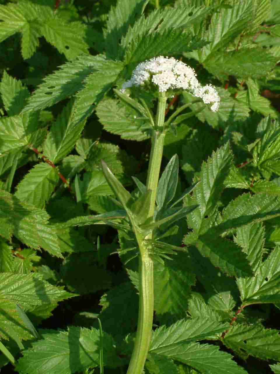 Valeriana dioica 1