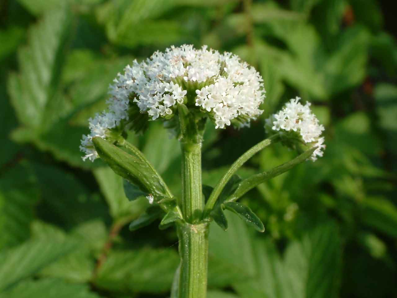 Valeriana dioica 2