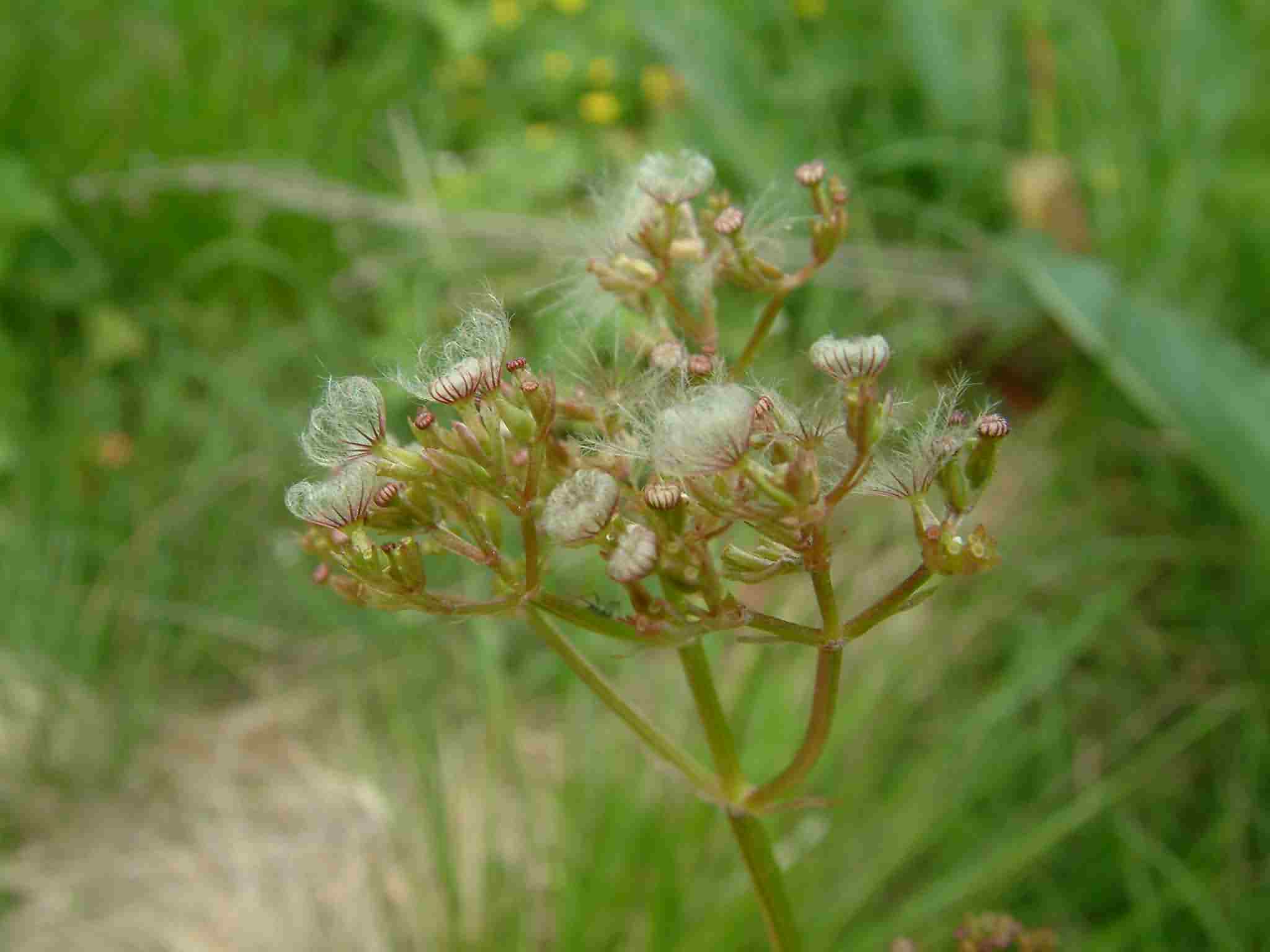 Valeriana dioica 3