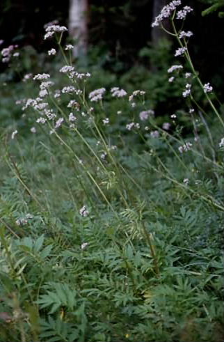 Valeriana excelsa 1