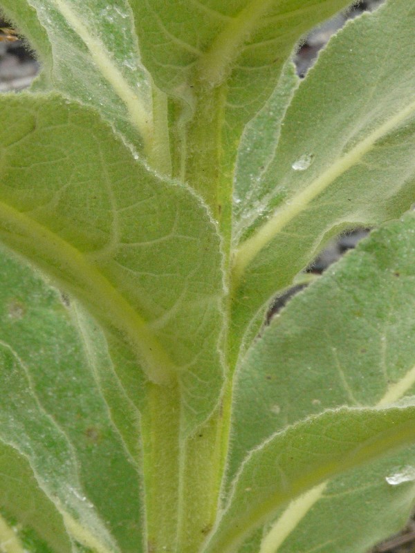 Verbascum densiflorum 3