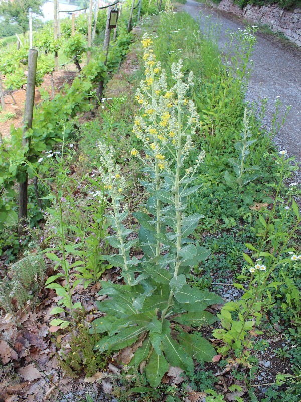 Verbascum lychnitis 1