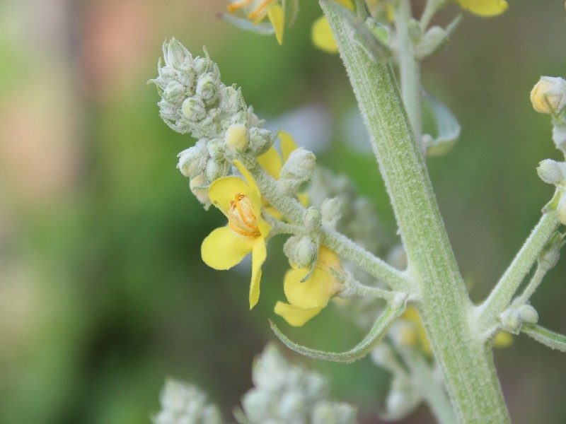 Verbascum lychnitis 2