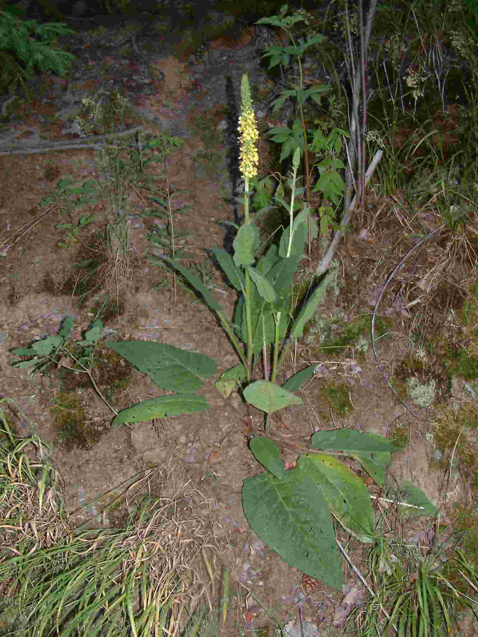 Verbascum nigrum 1