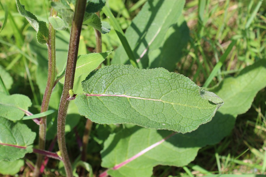 Verbascum nigrum 3