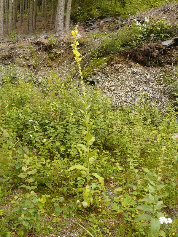 Verbascum phlomoides 1