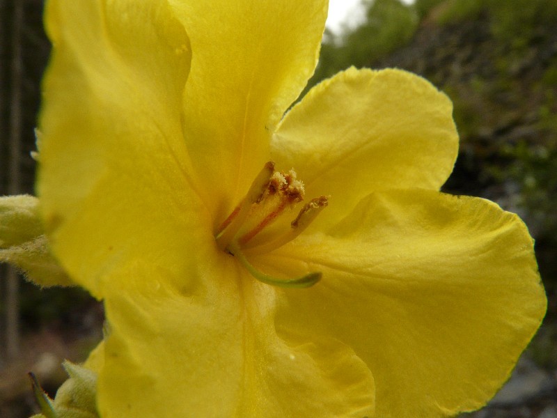 Verbascum phlomoides 2