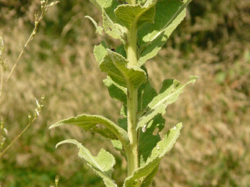 Verbascum phlomoides 3