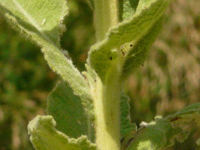 Verbascum phlomoides 4