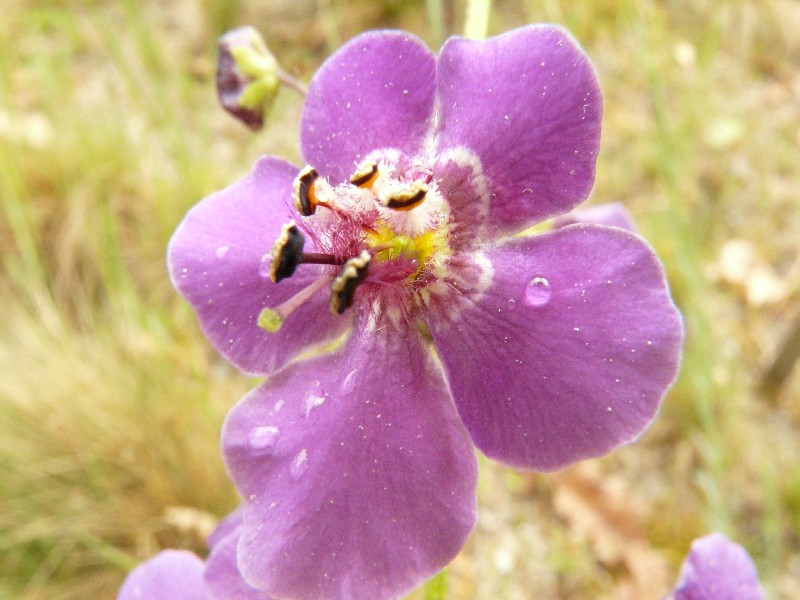 Verbascum phoeniceum 1