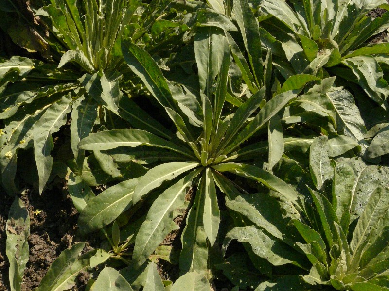 Verbascum speciosum 4