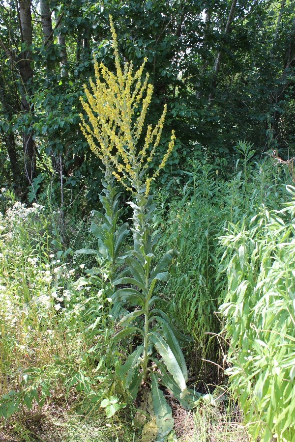 Verbascum speciosum 1