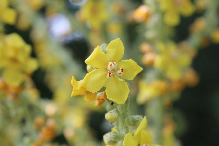 Verbascum speciosum 2