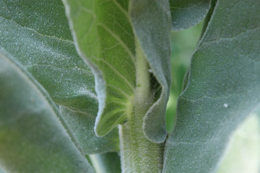 Verbascum speciosum 3