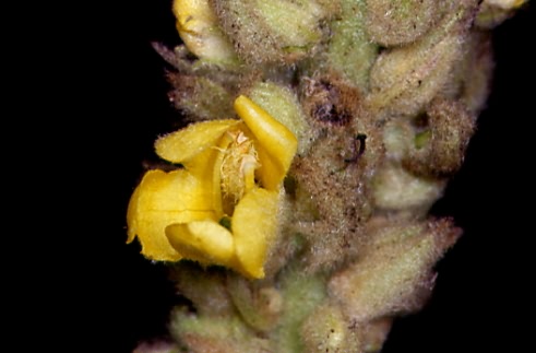 Verbascum thapsus 2