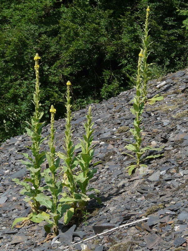 Verbascum thapsus 1