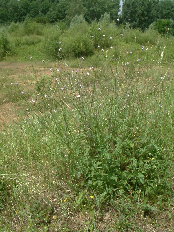 Verbena officinalis 1