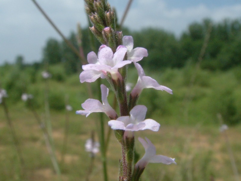 Verbena officinalis 3