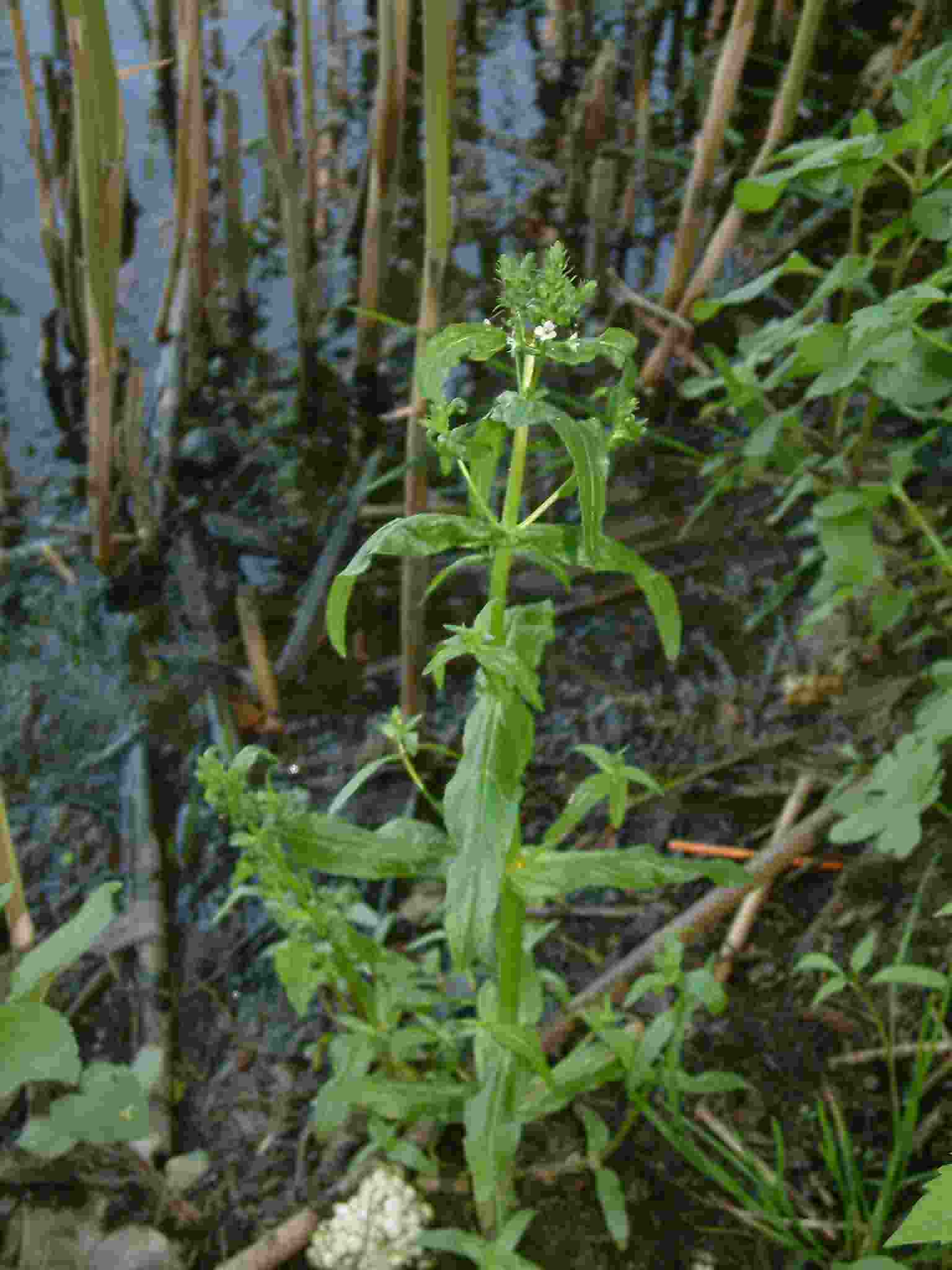 Veronica anagallis-aquatica 1