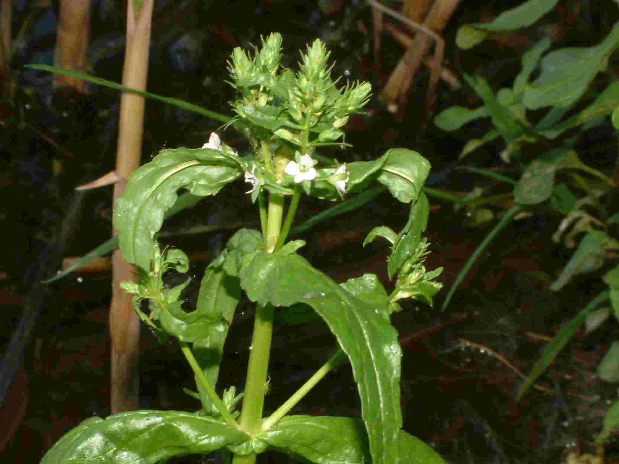 Veronica anagallis-aquatica 2