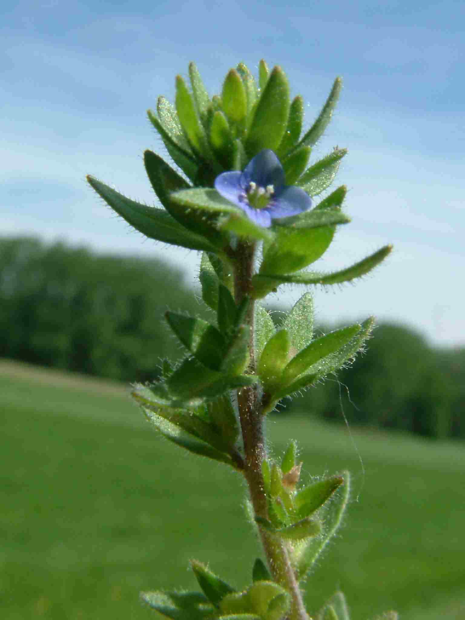 Veronica arvensis 2