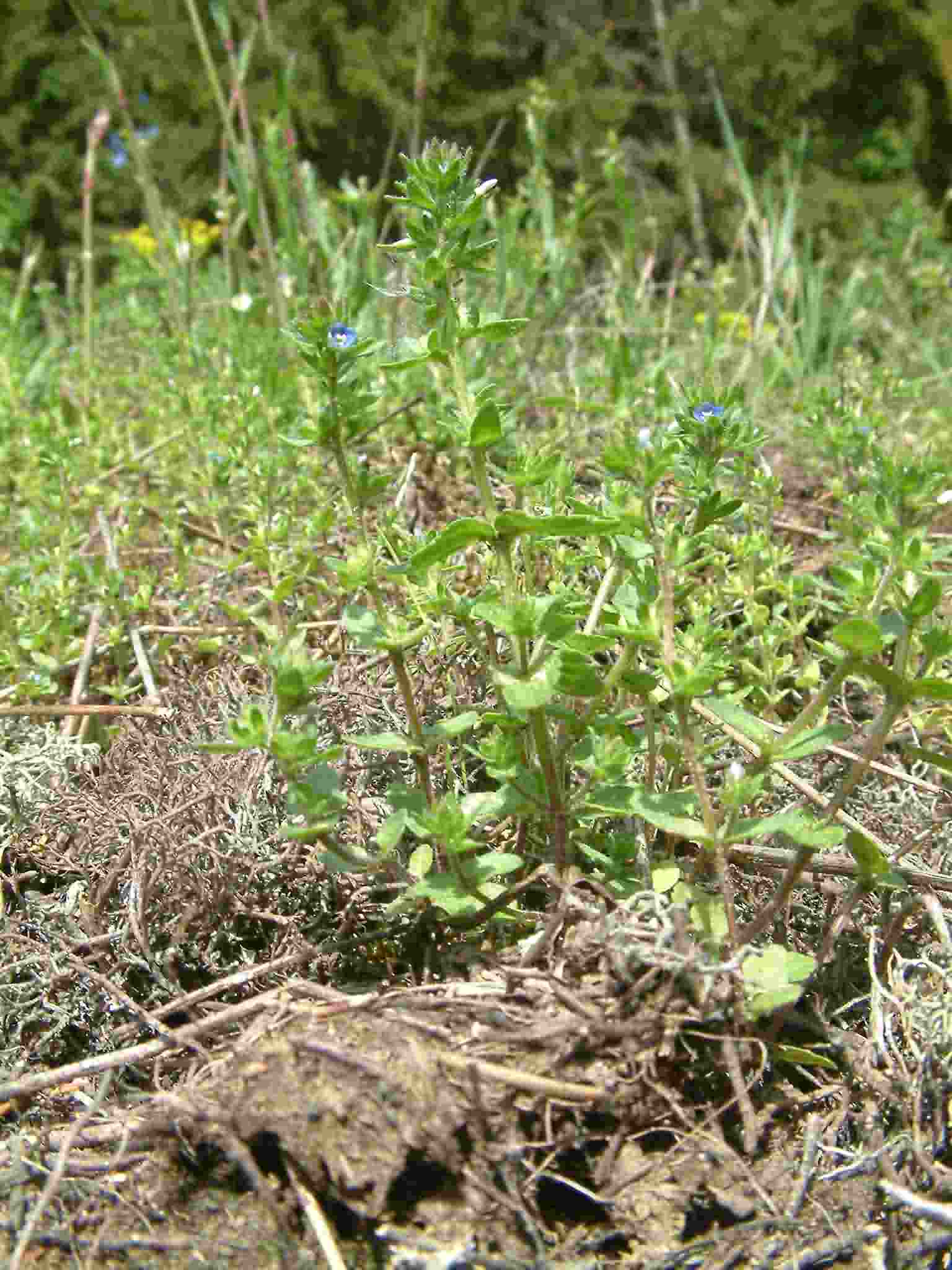 Veronica arvensis 1