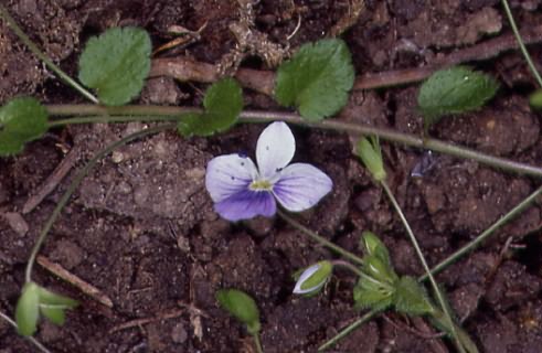 Veronica filiformis 1