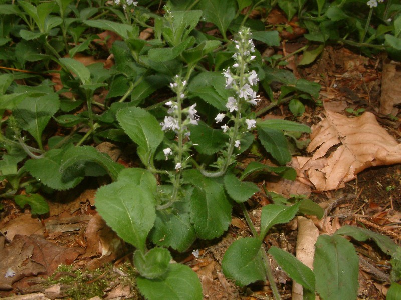 Veronica officinalis 1