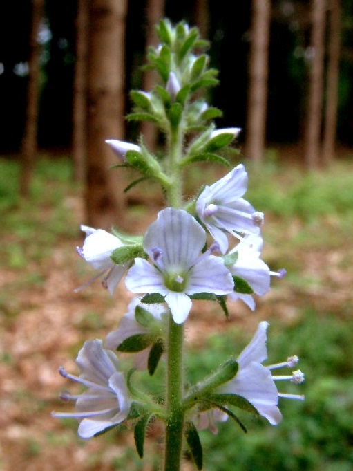 Veronica officinalis 2