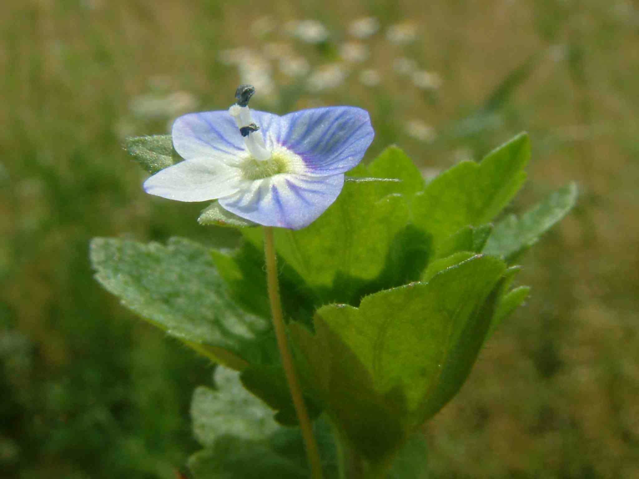 Veronica persica 2