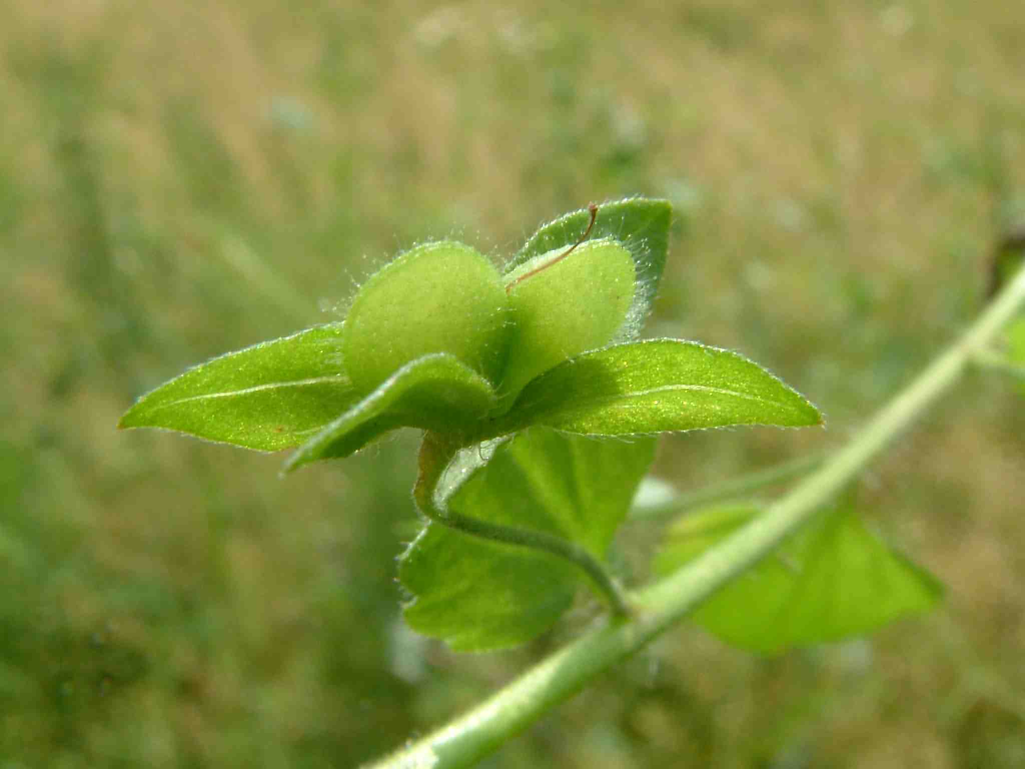 Veronica persica 4